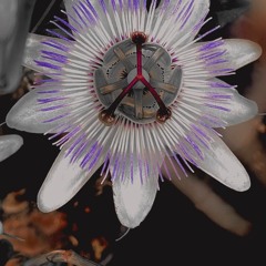 Alt — Live rec / vinyl session