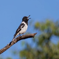 Pied Butcherbird, Gulf of Carpentaria, NT