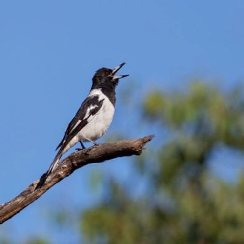 Pied Butcherbird, Gulf of Carpentaria, NT