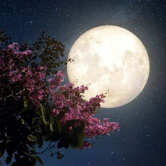 ‫﴿ وَقَمَرًا مُّنِيرًا ﴾ 🌸🍃 .. القارئ سعيد الخطيب‬