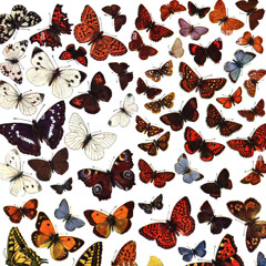 Butterflies w/ itsatrill© (p. kise)