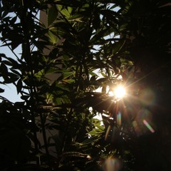 Rebalancing Day (improvisation sketch)