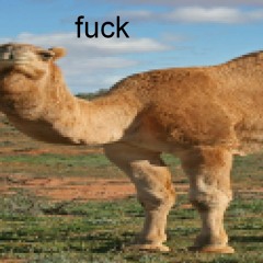 Wide Camel Walking