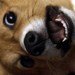 The Photocopier (Remix by I Woke A Giant)