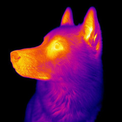 U Remind Me of a Mutt (DXTR. x Esentrik Blend)