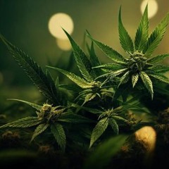 THCJD – das potenteste natürlich vorkommende Cannabinoid