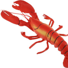 Shrimps