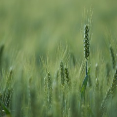 Korn, das in die Erde