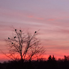 marcq - the new emerges