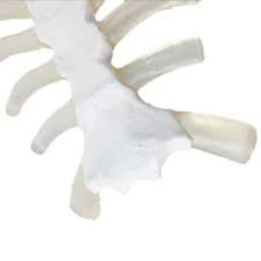 ribs (snowhere)
