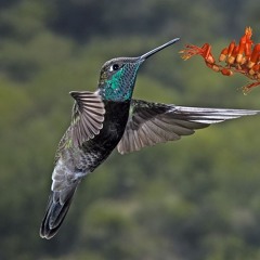 Hummingbird