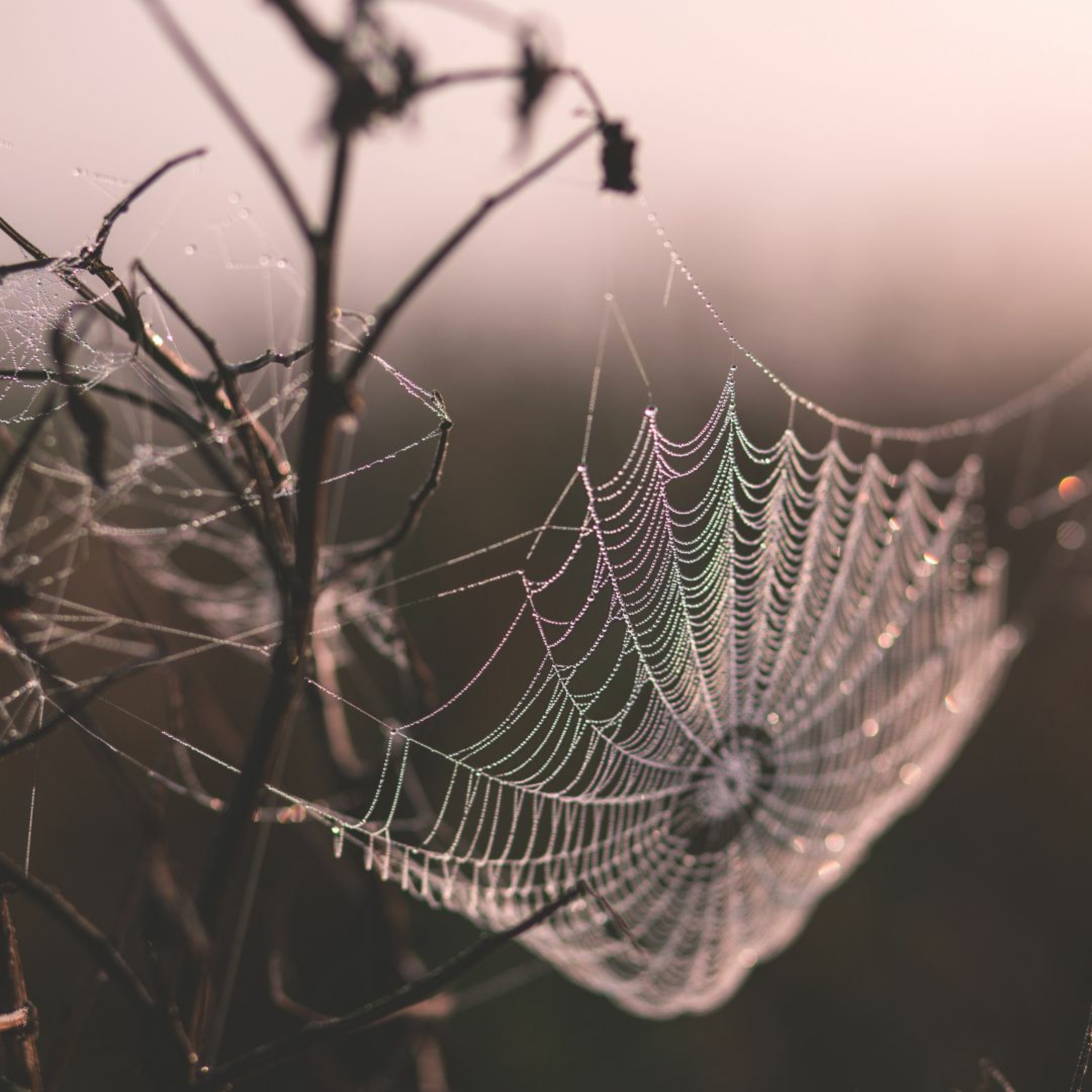 Weaving a Web of Light by Gil George on World Quaker Day episode artwork