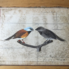 Are Birds real?