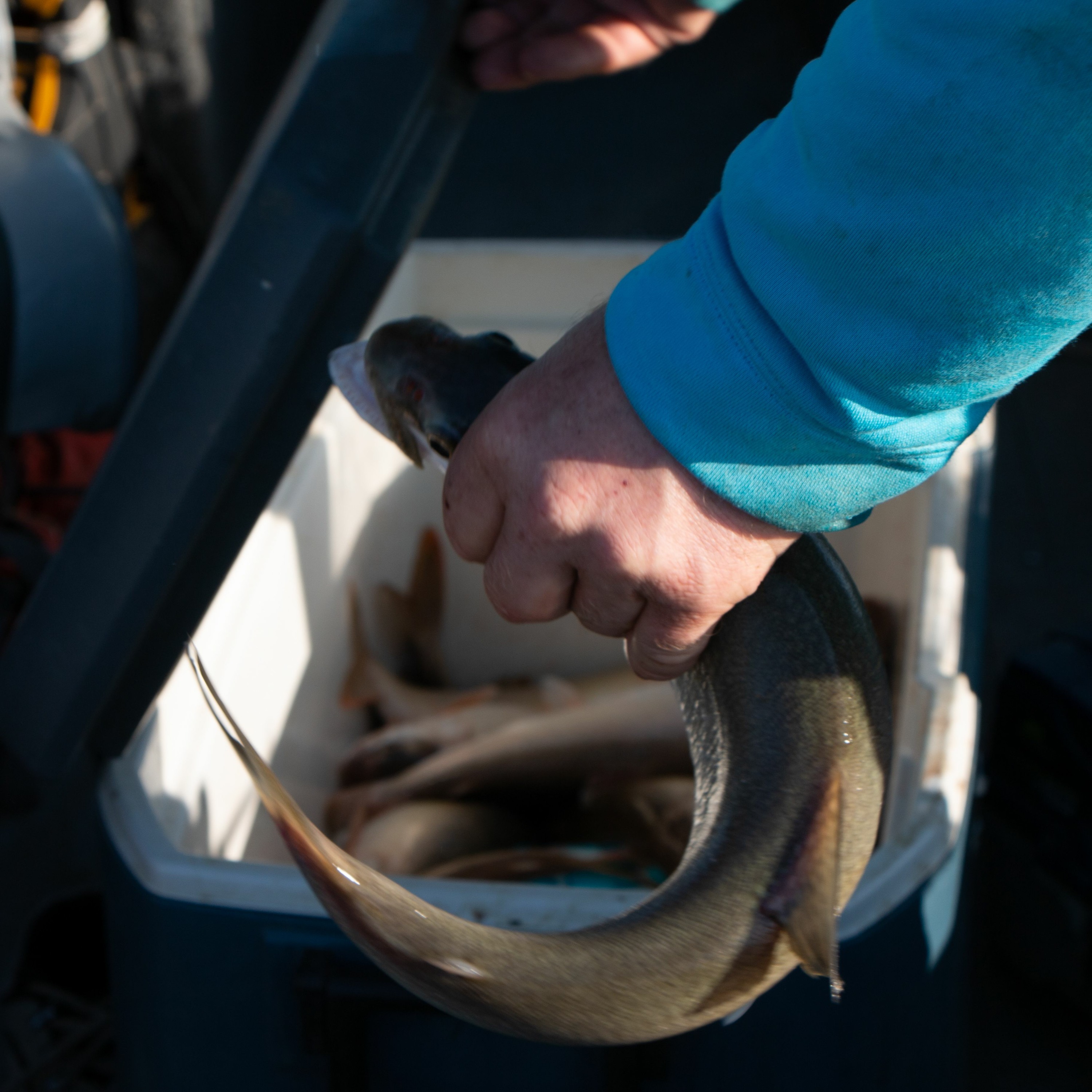 Coping With Climate Change And Invasive Species In One Montana Lake episode artwork
