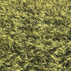 Skee Mask - Dolan Tours