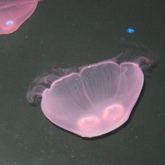 Language in Paradise IV