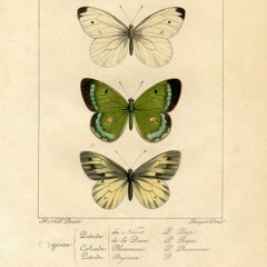 Butterfly Through the Bricks