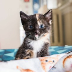 talk2me (prod BULLETHELL)