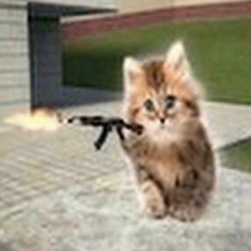 code & fed & kittens