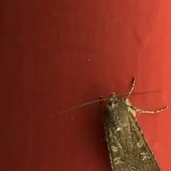 moth paste connoisseur WIP/demo/thingy