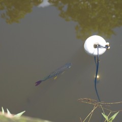 strange strangers (excerpts)