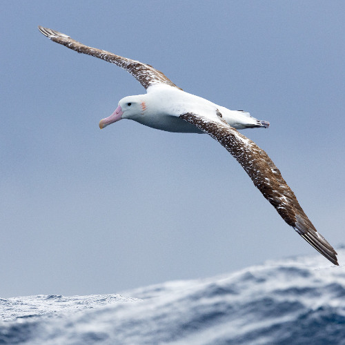 Albatross