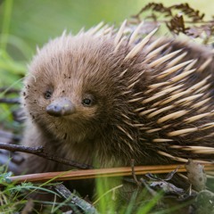 The first recording of echidnas communicating with each other - VOX POP interview
