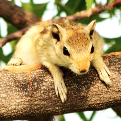 Chipmunk Chirping Sound