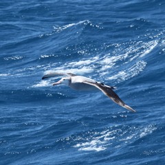 Albatross