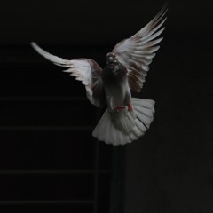 dove blood