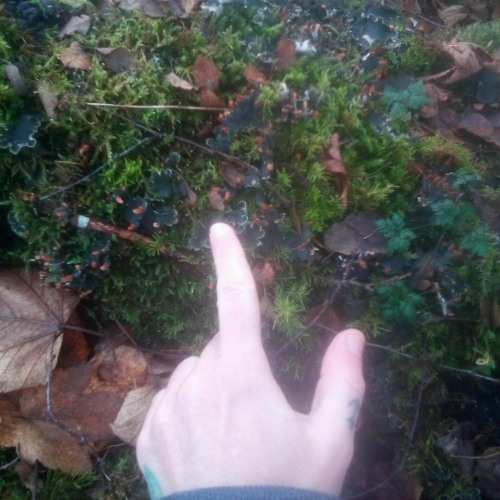 Peltigera Membranacea