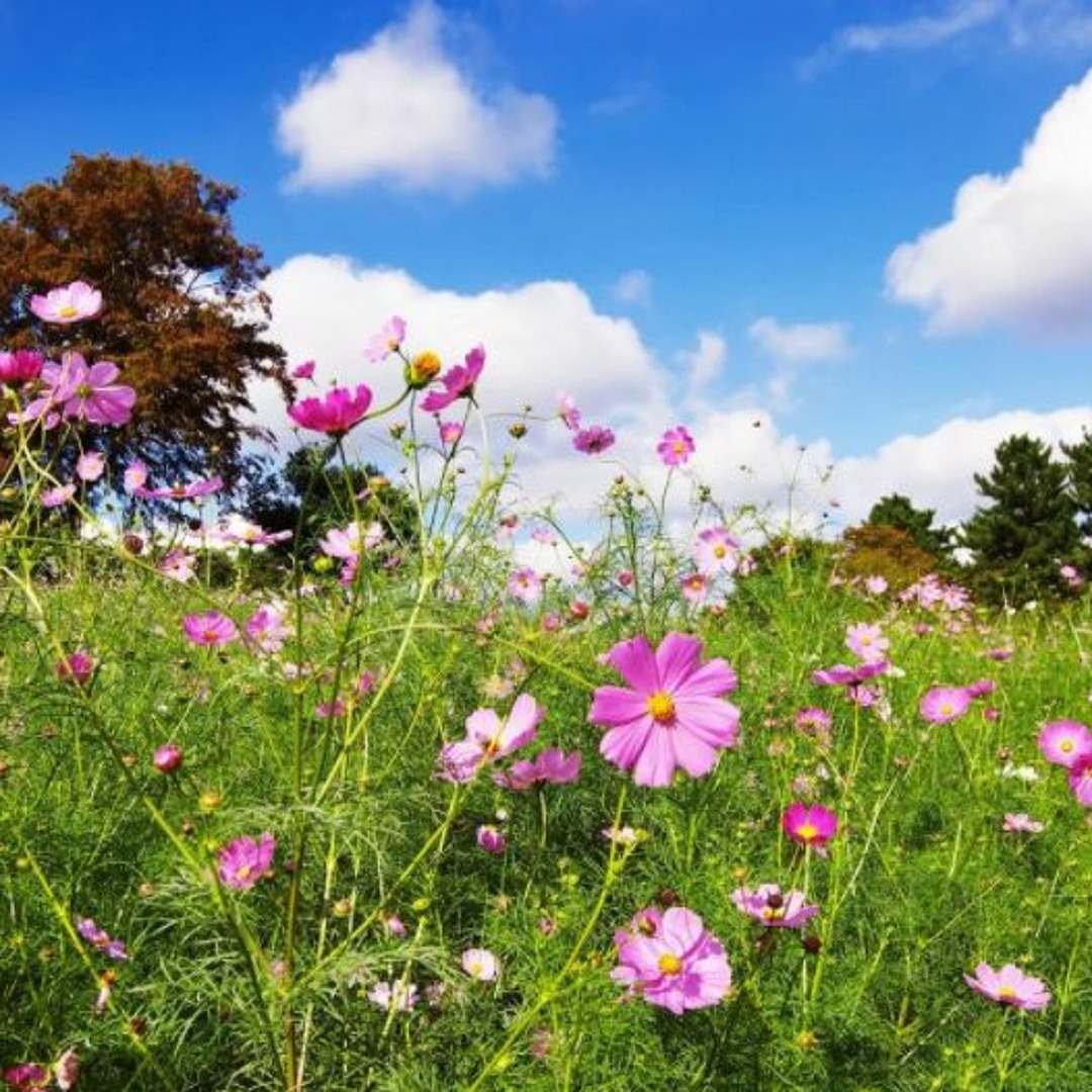 Луговые цветы. Полевые цветы. Запах лета. Наступила летняя пора. Июнь природа.