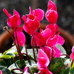 Ken answers your gardening questions - November 2024
