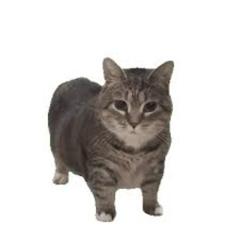 オイ色デイズ oiia cat音MAD