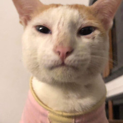 Từng Là - Vũ Cát Tường -  remix