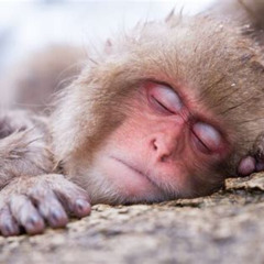Review Special Price 1day Snow Monkeys Fun In Shiga Kogen Tour