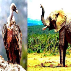 dousko x esco travaux 2k25