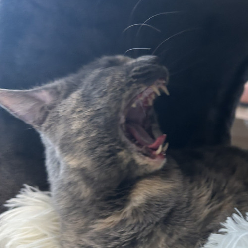 CATS OUT THE BAG ft. SavLo