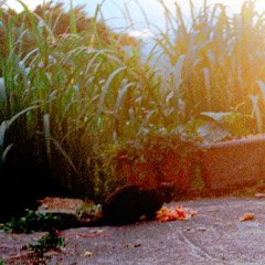 Gobi - a cat in 九份