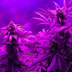 Space Runtz. Ft.Yung.Weezz