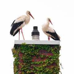 AD 93 w/ Anunaku b2b Tasker from We Out Here Festival 2021  031021