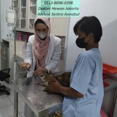 0813-8096-0396 Veterinarian Sawah Besar Jakarta Pusat