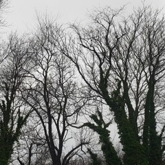 Taciturn (feat. Chris Banach)