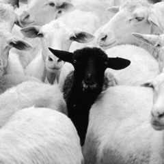 Black Sheep...