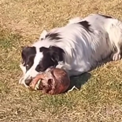 DEMENTED AND CORRUPTED IN THE HEAD