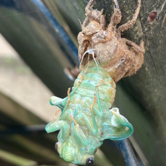 ecdysis
