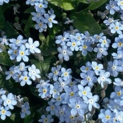 anastimoza-prosi-probachennja