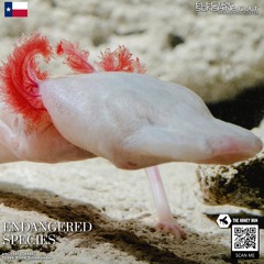 xm0rtal - Texas Blind Salamander (ESC EXCLUSIVE)