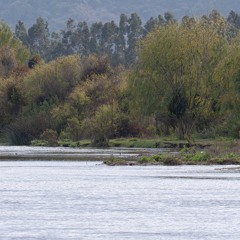 Solsticio de invierno 2022 [we tripantu]  - San Juan de Llolleo - Región de Valparaiso - Chile