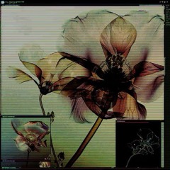 Our house of flies